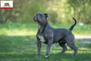 Read more about the article Olde English Bulldog breeders and puppies in California