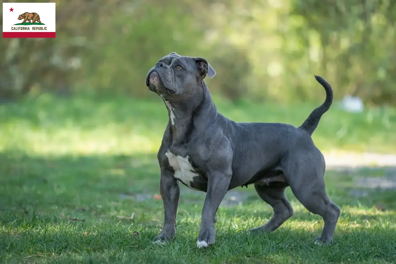 Olde English Bulldog puppies and breeder California Find Olde English Bulldog breeders in California.
