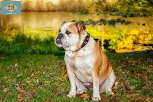 Read more about the article Olde English Bulldog breeders and puppies in Delaware