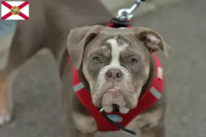 Read more about the article Olde English Bulldog breeders and puppies in Florida