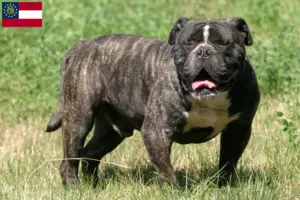 Read more about the article Olde English Bulldog breeders and puppies in Georgia