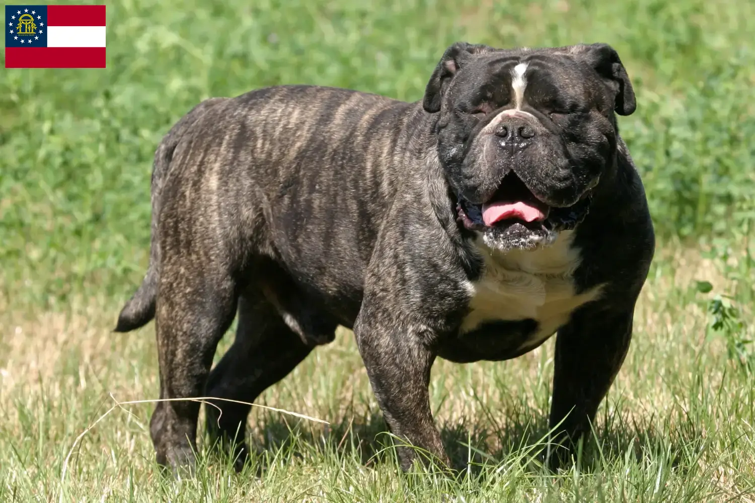 Olde English Bulldog puppies and breeders Georgia Find Olde English Bulldog breeders in Georgia.