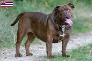 Read more about the article Olde English Bulldog breeders and puppies in Hawaii