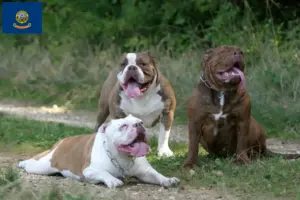Read more about the article Olde English Bulldog breeders and puppies in Idaho