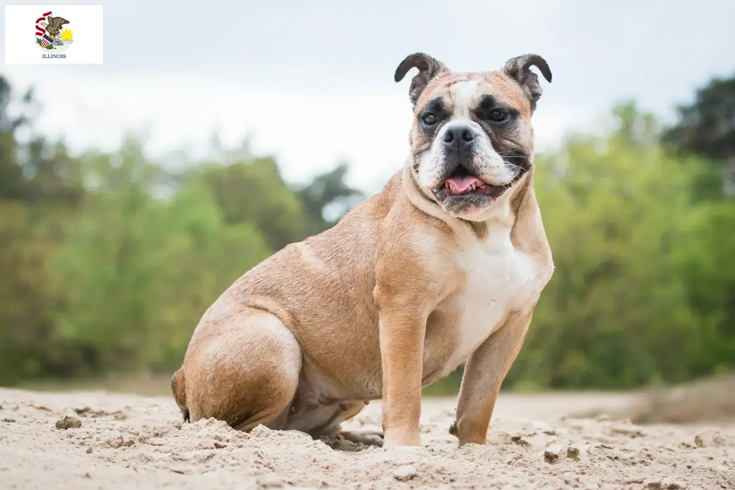 Olde English Bulldog puppies and breeders Illinois Find Olde English Bulldog breeders in Illinois.