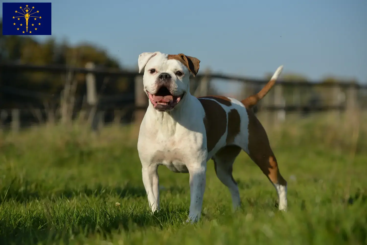 Olde English Bulldog puppies and breeders Indiana Find Olde English Bulldog breeders in Indiana.