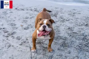 Read more about the article Olde English Bulldog breeders and puppies in Iowa