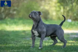 Read more about the article Olde English Bulldog breeders and puppies in Kansas
