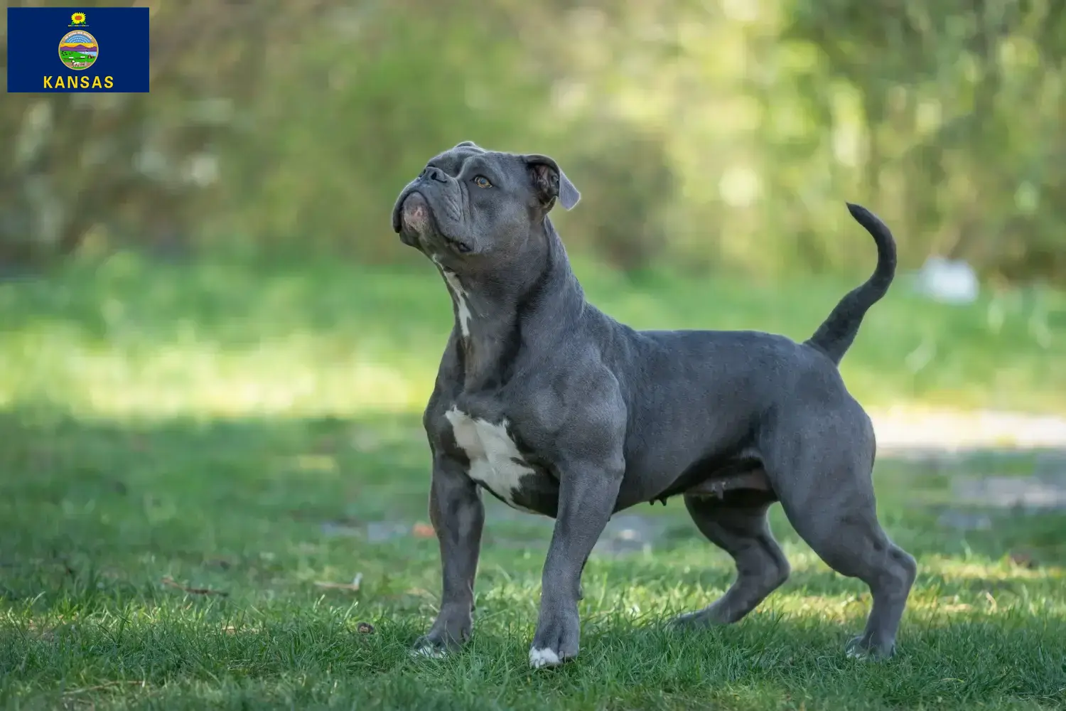 Olde English Bulldog puppies and breeders Kansas Find Olde English Bulldog breeders in Kansas here.
