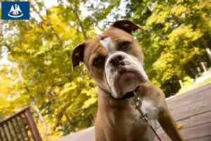 Read more about the article Olde English Bulldog breeders and puppies in Louisiana