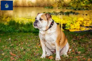 Read more about the article Olde English Bulldog breeders and puppies in Maine