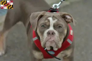 Read more about the article Olde English Bulldog breeders and puppies in Maryland