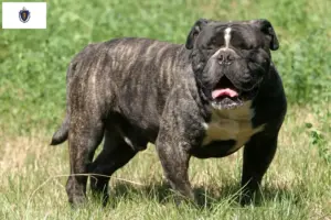 Read more about the article Olde English Bulldog breeders and puppies in Massachusetts
