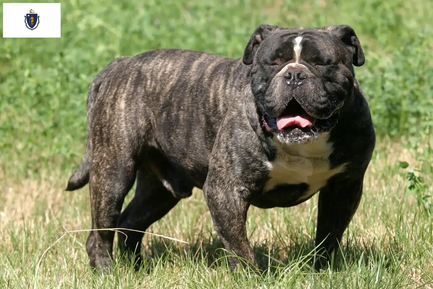 Olde English Bulldog puppies and breeders Massachusetts Find Olde English Bulldog breeders in Massachusetts.
