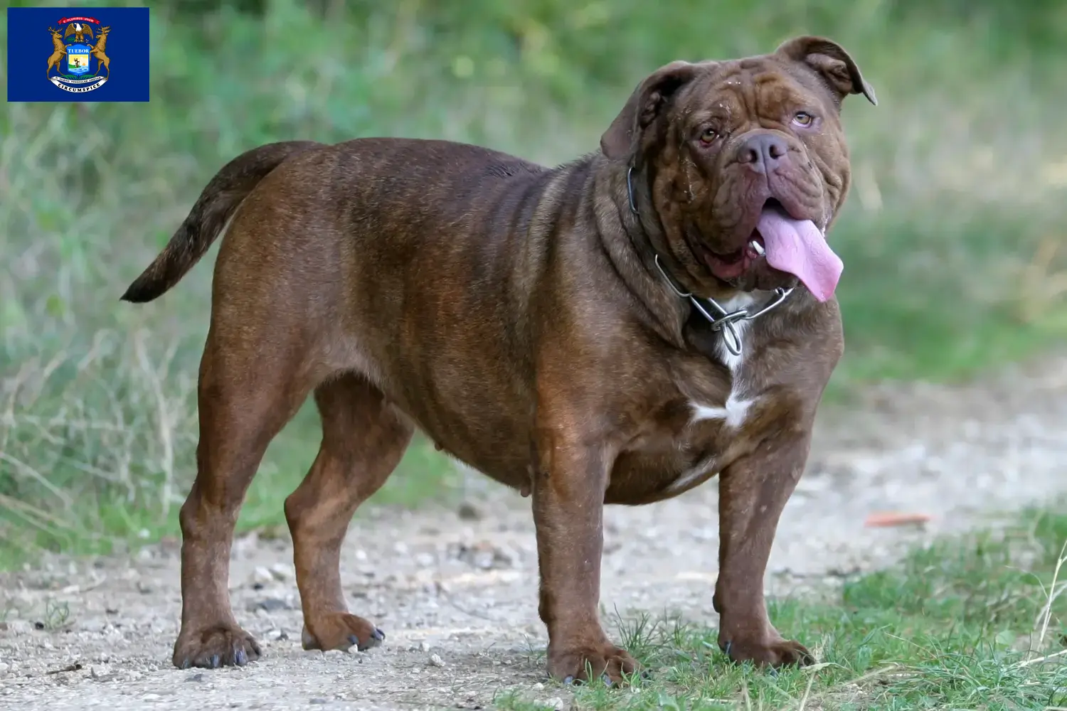 Olde English Bulldog puppies and breeders Michigan Find Olde English Bulldog breeders in Michigan.