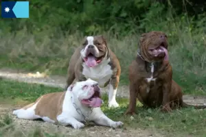 Read more about the article Olde English Bulldog breeders and puppies in Minnesota