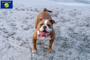 Read more about the article Olde English Bulldog breeders and puppies in Montana