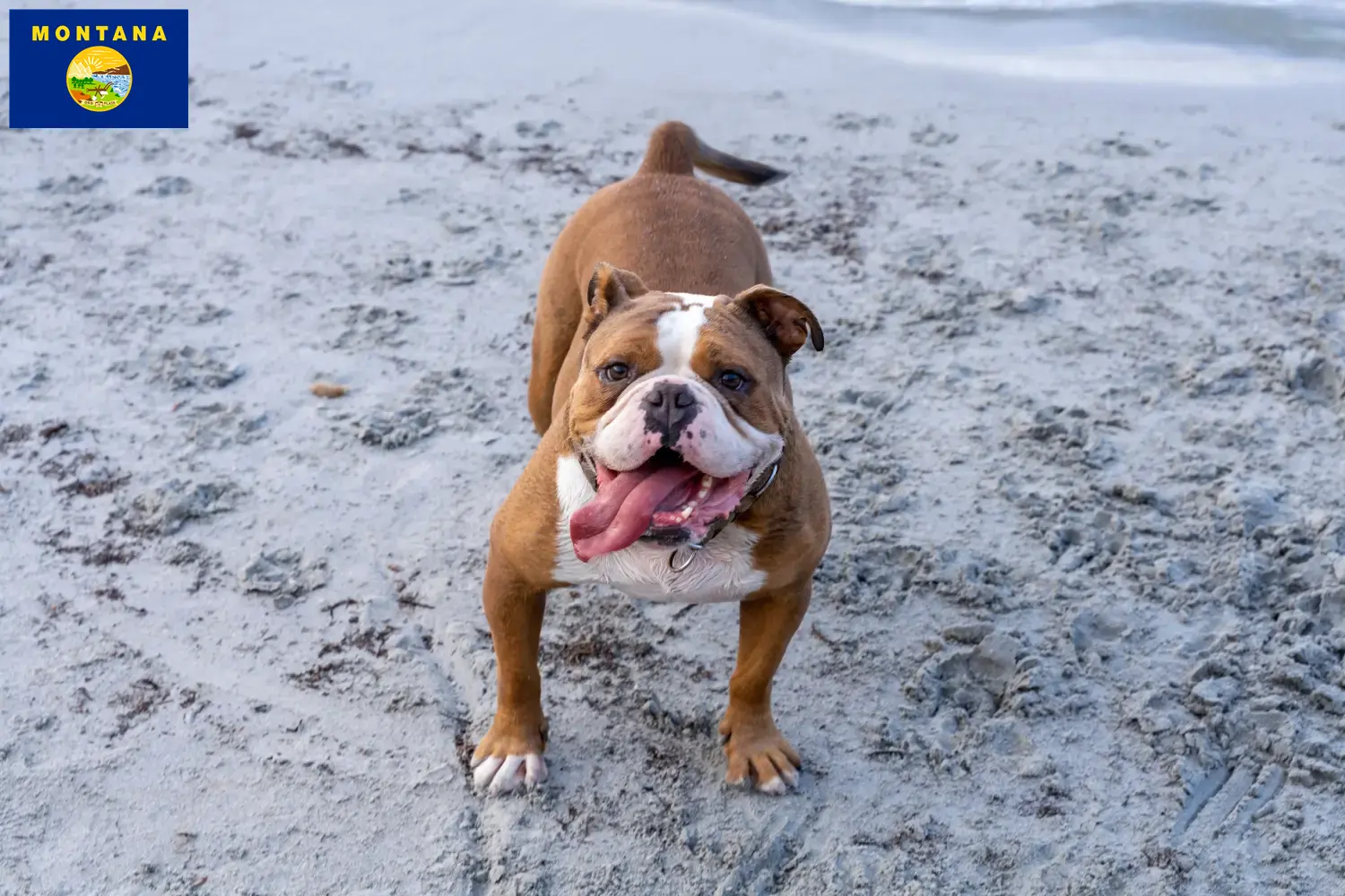 Olde English Bulldog puppies and breeder Montana Find Olde English Bulldog breeders in Montana.