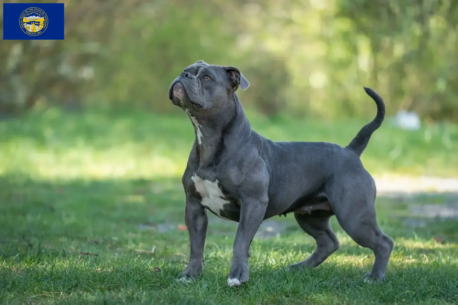 Olde English Bulldog puppies and breeders Nebraska Find Olde English Bulldog breeders in Nebraska.
