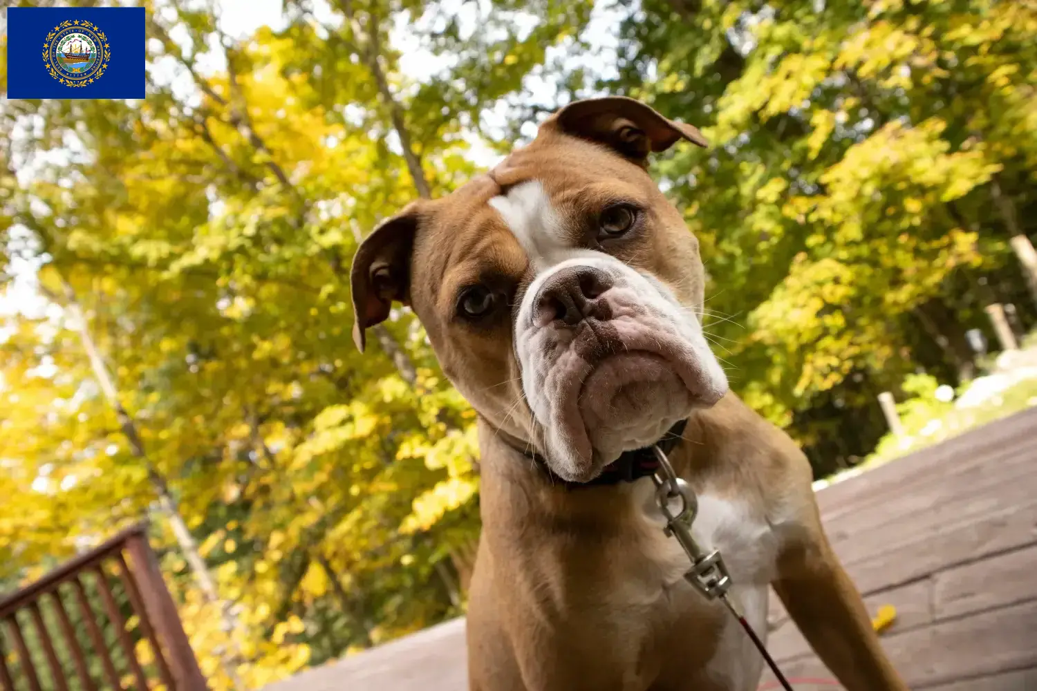 Olde English Bulldog puppies and breeders New Hampshire Find Olde English Bulldog breeders in New Hampshire.