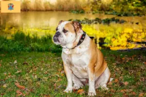 Read more about the article Olde English Bulldog breeders and puppies in New Jersey