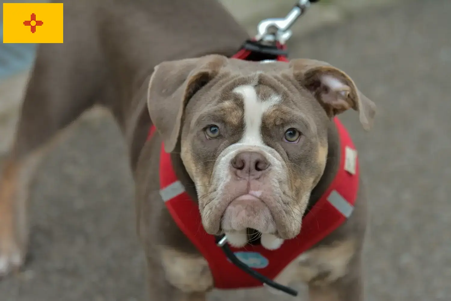 Read more about the article Olde English Bulldog breeders and puppies in New Mexico