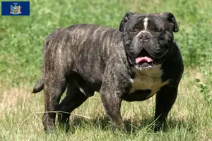 Read more about the article Olde English Bulldog breeders and puppies in New York