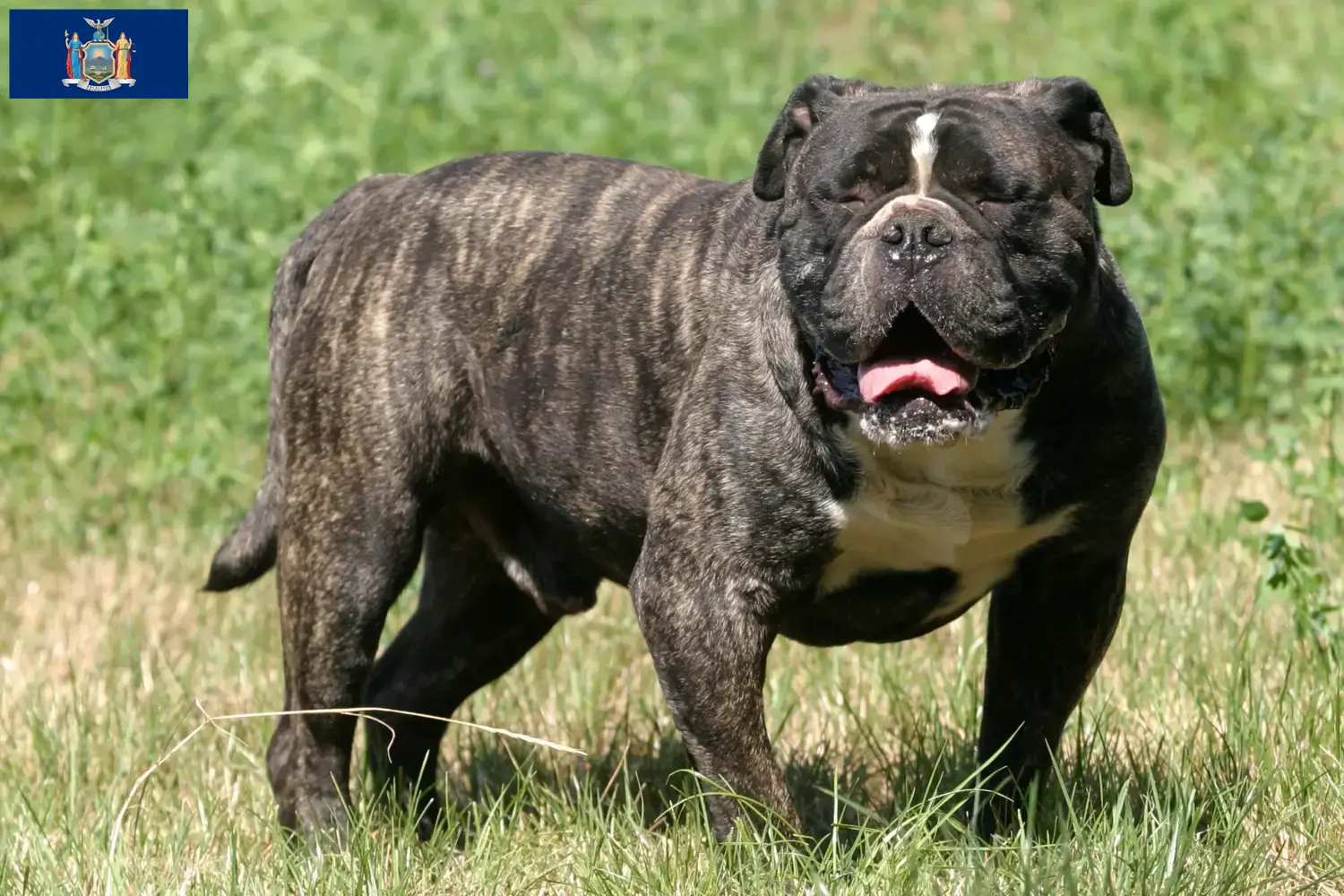 Olde English Bulldog puppies and breeders New York Find Olde English Bulldog breeders in New York here.