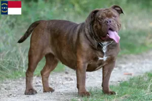 Read more about the article Olde English Bulldog breeders and puppies in North Carolina