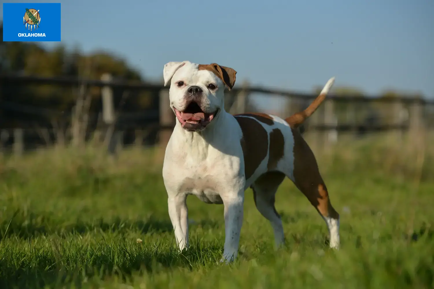 Olde English Bulldog puppies and breeders Oklahoma Find Olde English Bulldog breeders in Oklahoma.