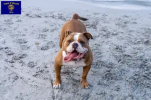 Read more about the article Olde English Bulldog breeders and puppies in Oregon
