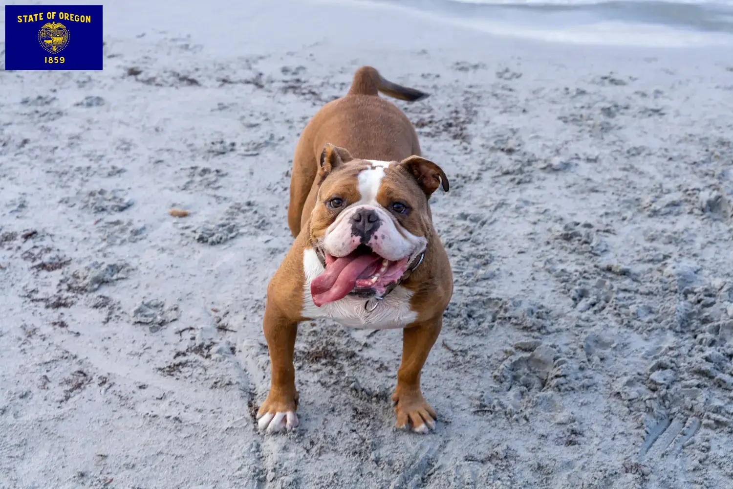 Olde English Bulldog puppies and breeder Oregon Find Olde English Bulldog breeders in Oregon.
