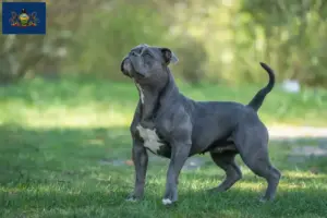 Read more about the article Olde English Bulldog breeders and puppies in Pennsylvania