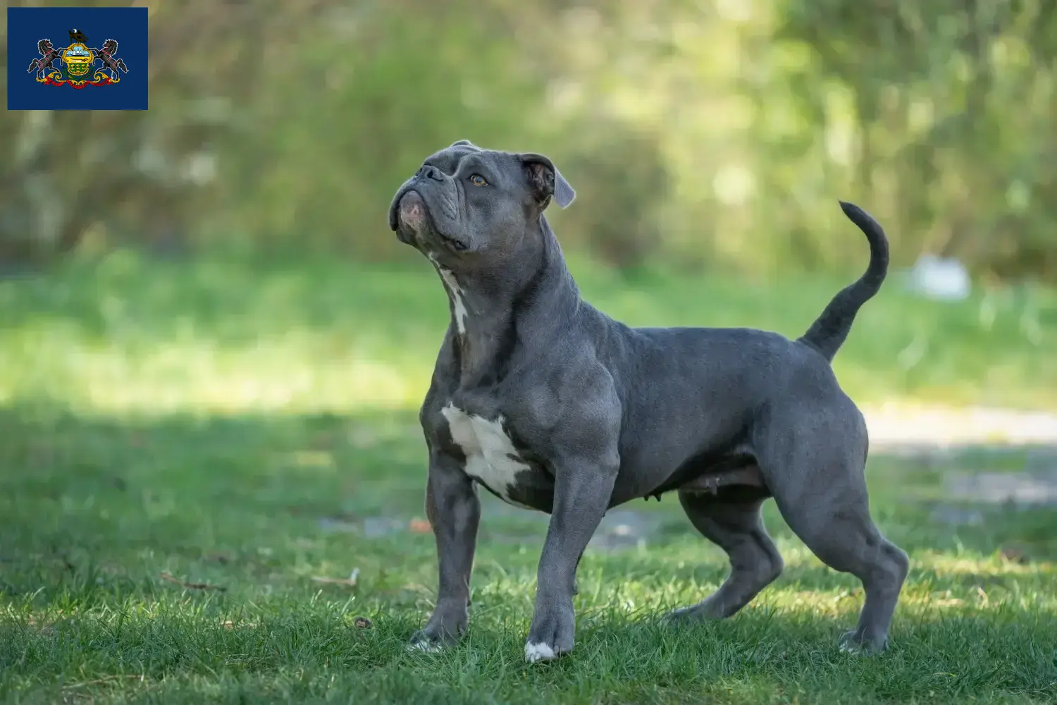Olde English Bulldog puppies and breeders Pennsylvania Find Olde English Bulldog breeders in Pennsylvania.