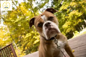 Read more about the article Olde English Bulldog breeders and puppies in Rhode Island