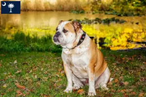 Read more about the article Olde English Bulldog breeders and puppies in South Carolina