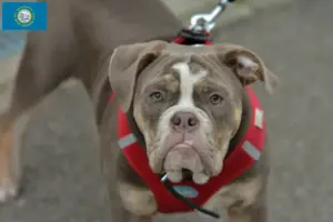Read more about the article Olde English Bulldog breeders and puppies in South Dakota