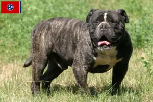 Read more about the article Olde English Bulldog breeders and puppies in Tennessee