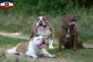 Read more about the article Olde English Bulldog breeders and puppies in Utah