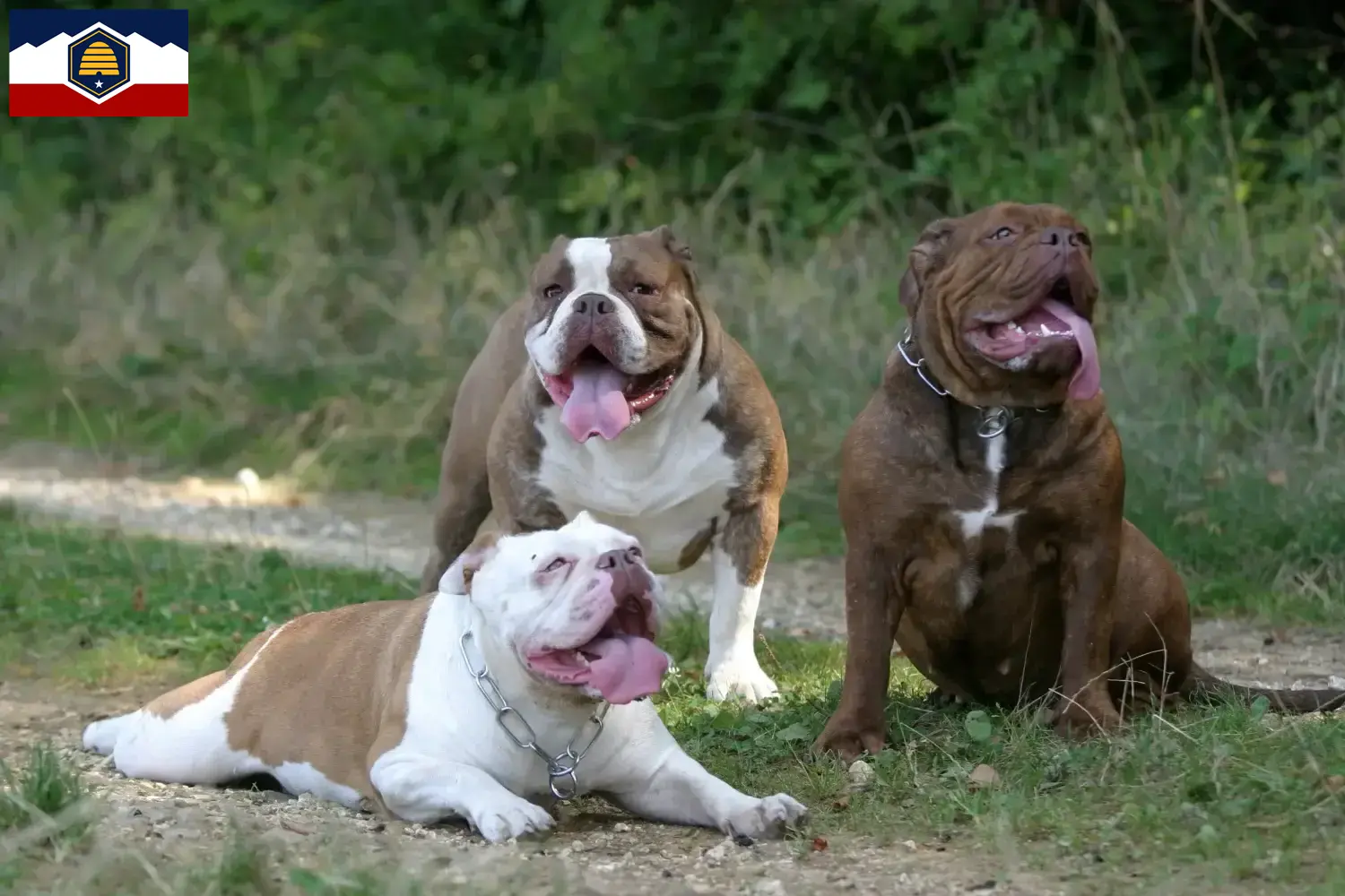 Olde English Bulldog puppies and breeders Utah Find Olde English Bulldog breeders in Utah.