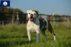 Read more about the article Olde English Bulldog breeders and puppies in Virginia