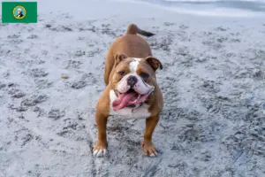 Read more about the article Olde English Bulldog breeders and puppies in Washington