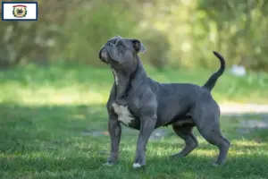 Read more about the article Olde English Bulldog breeders and puppies in West Virginia