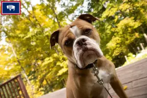 Read more about the article Olde English Bulldog breeders and puppies in Wyoming