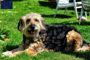Read more about the article Otterhound breeders and puppies in Alaska