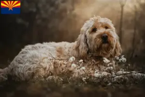 Read more about the article Otterhound breeders and puppies in Arizona