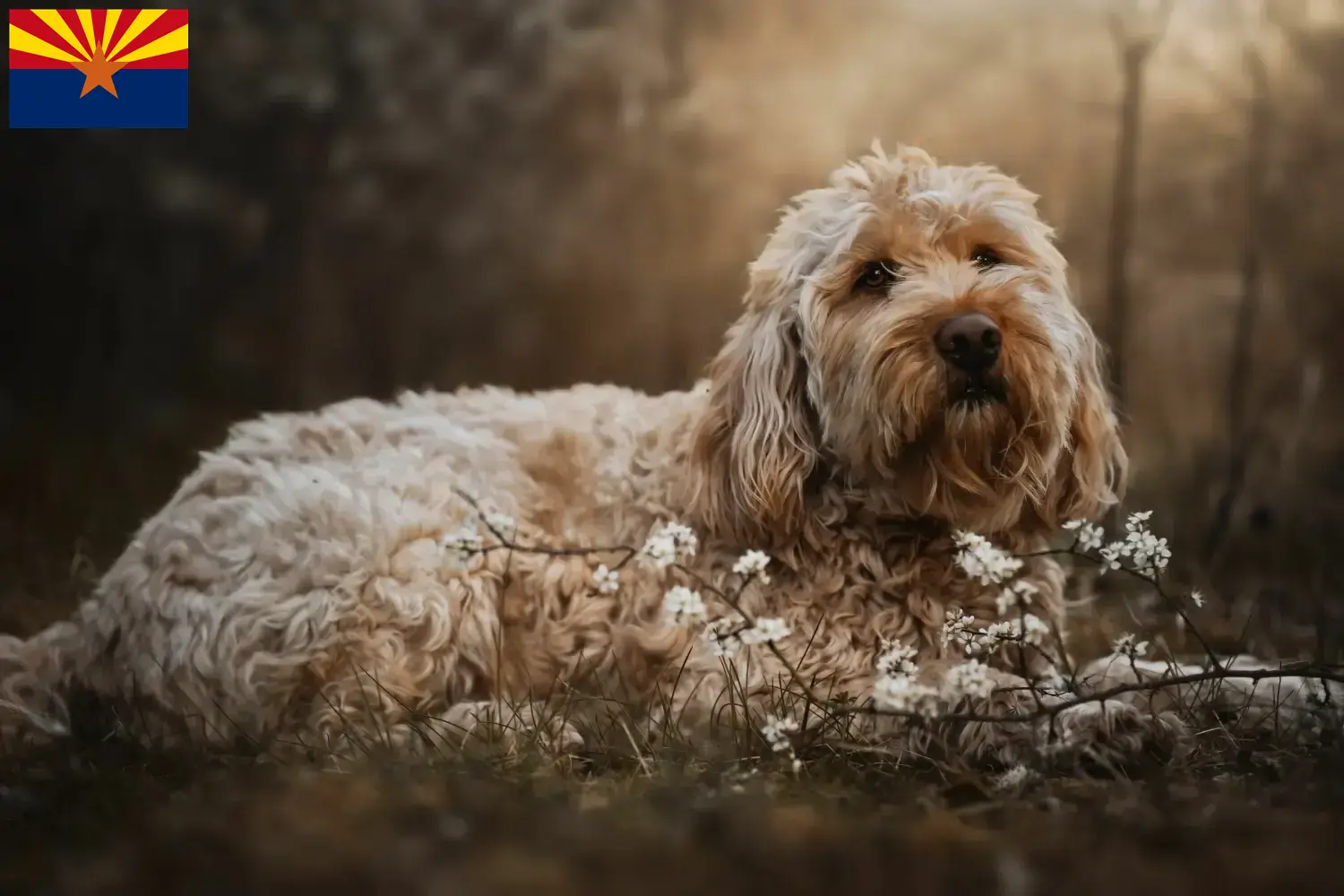 Otterhund puppies and breeder Arizona Find Otterhound breeders in Arizona.
