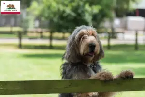Read more about the article Otterhound breeders and puppies in California