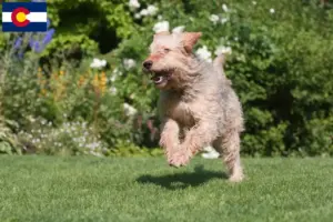 Read more about the article Otterhound breeders and puppies in Colorado