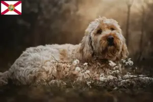 Read more about the article Otterhound breeders and puppies in Florida